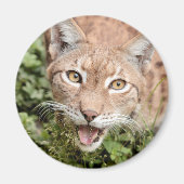 Magnet Photo lynx, animals 2. magnet (Voorkant)