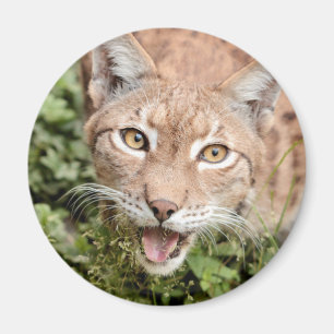 Magnet Photo lynx, animals 2. magnet