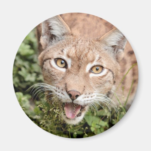 Magnet Photo lynx, animals 2. magnet (Voorkant)