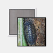 Magnet - Pill Bug (foto) (Voorkant / Achterkant)