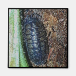 Magnet - Pill Bug (foto)
