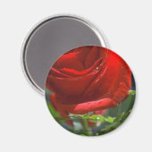 Magnet-Red Rose met waterster Magneet (Voorkant / Achterkant)