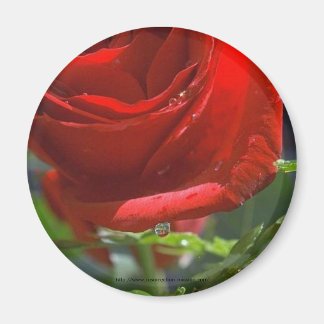 Magnet-Red Rose met waterster Magneet