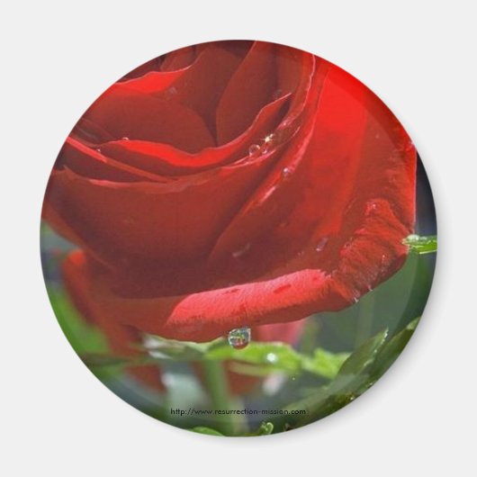 Magnet-Red Rose met waterster Magneet (Voorkant)