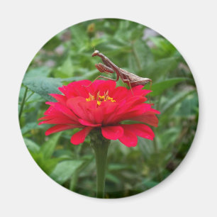 Magnet-round/Praying Mantis & Zinnie Magneet
