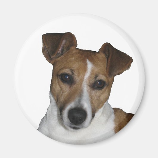Magnet, rund, Jack Russell Terrier Magneet (Voorkant)
