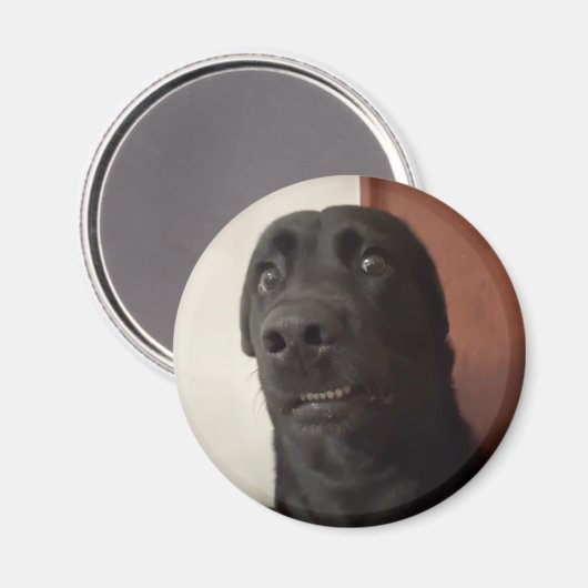 Magnet Scared Dog Meme (Voorkant / Achterkant)