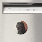 Magnet Scared Dog Meme (Insitu (Vaatwasser))