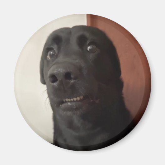 Magnet Scared Dog Meme (Voorkant)