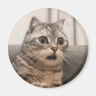 Magnet Shocked Cat Meme