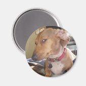 Magnet Side Eye Dog Meme (Voorkant / Achterkant)