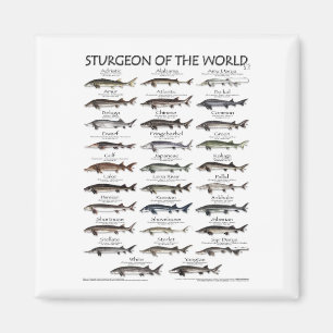 MAGNET - STURGEON VAN HET WERELDWIJDE POSTER