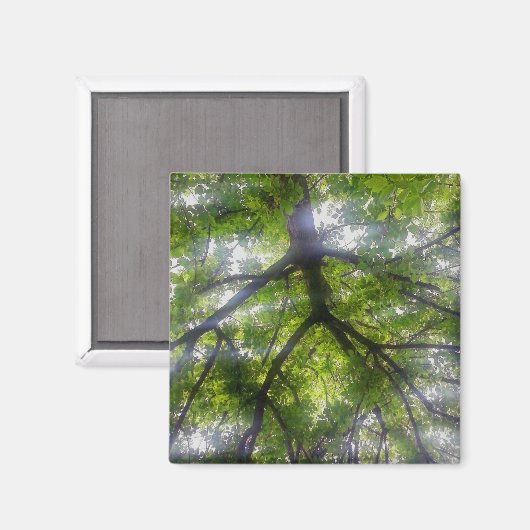 Magnet - Sun Trees (Ohio) (Voorkant / Achterkant)