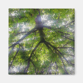 Magnet - Sun Trees (Ohio) (Voorkant)