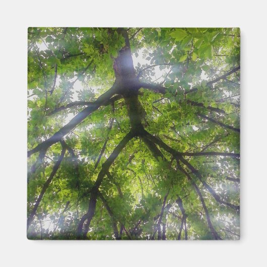 Magnet - Sun Trees (Ohio) (Voorkant)