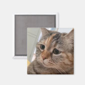 Magnet Talking Cats Meme (Voorkant / Achterkant)