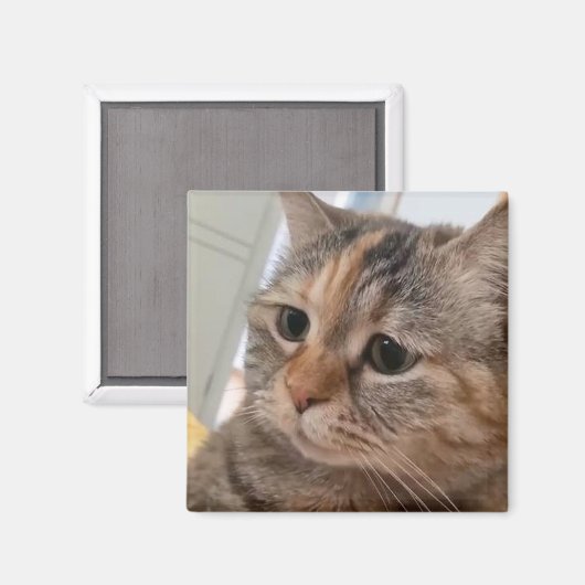 Magnet Talking Cats Meme (Voorkant / Achterkant)