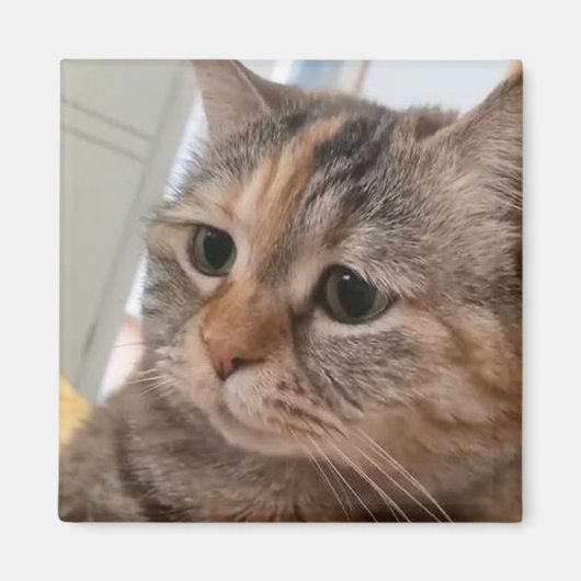 Magnet Talking Cats Meme (Voorkant)