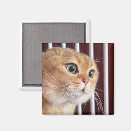 Magnet Talking Cats Meme (Voorkant / Achterkant)