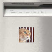 Magnet Talking Cats Meme (Insitu (Vaatwasser))