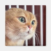 Magnet Talking Cats Meme (Voorkant)