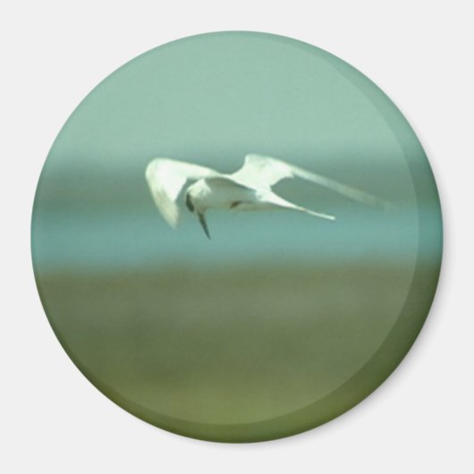 Magnet - Tern in vlucht (Voorkant)