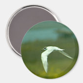 Magnet - Tern in vlucht (Voorkant / Achterkant)