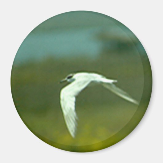 Magnet - Tern in vlucht (Voorkant)