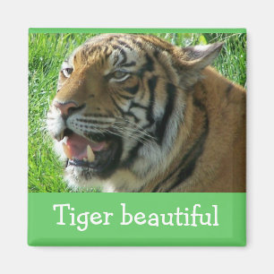 Magnet Tiger, mooi