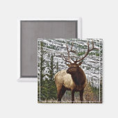 Magnet Yellowstone Elk (Voorkant / Achterkant)