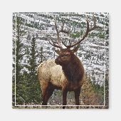 Magnet Yellowstone Elk (Voorkant)