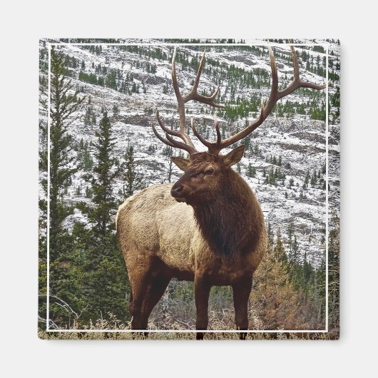 Magnet Yellowstone Elk (Voorkant)