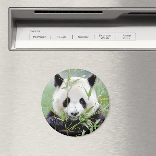 Magnetfoto reuzenpanda. Panda-wedstrijd. Magneet (Insitu (Vaatwasser))