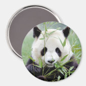 Magnetfoto reuzenpanda. Panda-wedstrijd. Magneet (Voorkant / Achterkant)