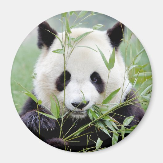 Magnetfoto reuzenpanda. Panda-wedstrijd. Magneet (Voorkant)
