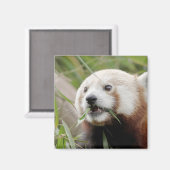 Magnetfoto rode panda. Panda roux. Magneet (Voorkant / Achterkant)