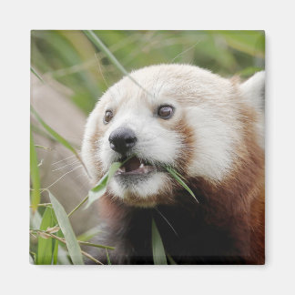 Magnetfoto rode panda. Panda roux. Magneet