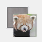 Magnetfoto rode panda. Panda roux. Magneet (Voorkant / Achterkant)