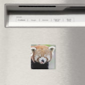 Magnetfoto rode panda. Panda roux. Magneet (Insitu (Vaatwasser))