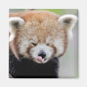 Magnetfoto rode panda. Panda roux. Magneet