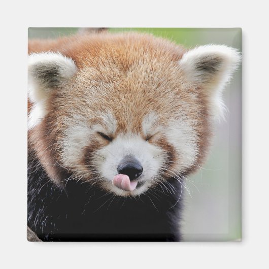 Magnetfoto rode panda. Panda roux. Magneet (Voorkant)