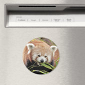 Magnetfoto rode panda. Panda roux. Magneet (Insitu (Vaatwasser))