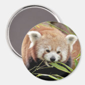 Magnetfoto rode panda. Panda roux. Magneet (Voorkant / Achterkant)