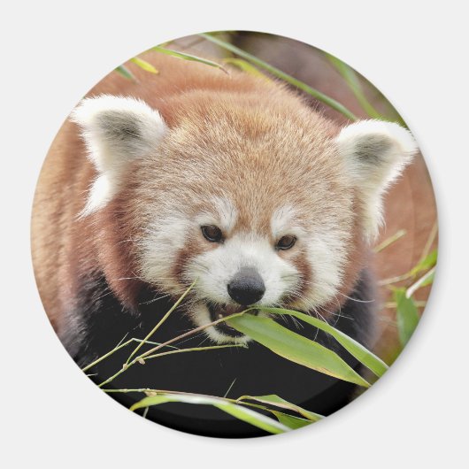 Magnetfoto rode panda. Panda roux. Magneet (Voorkant)