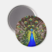 Magnetische pauw magneet (Voorkant / Achterkant)