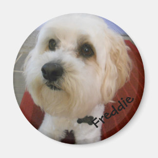 Magnetische persoonlijkheden - Freddie Magneet