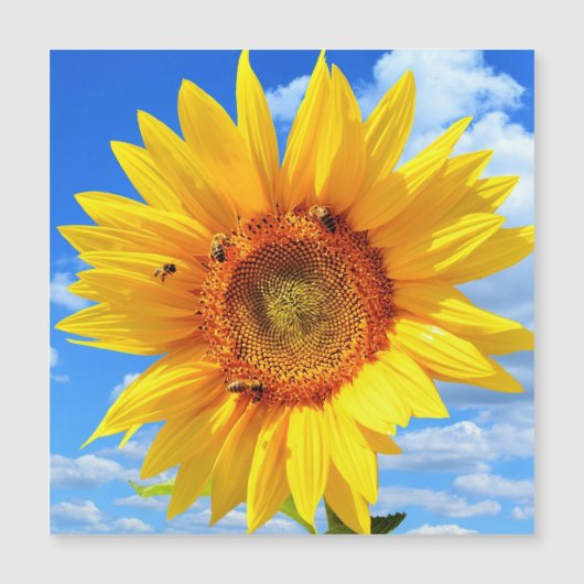 Magnetische zomerkaart met gele zonnebloem (Voorkant)