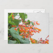 "Magnifica" Honeysuckle Briefkaart (Voorkant / Achterkant)