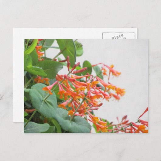 "Magnifica" Honeysuckle Briefkaart (Voorkant / Achterkant)