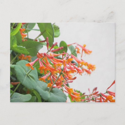 "Magnifica" Honeysuckle Briefkaart (Voorkant)